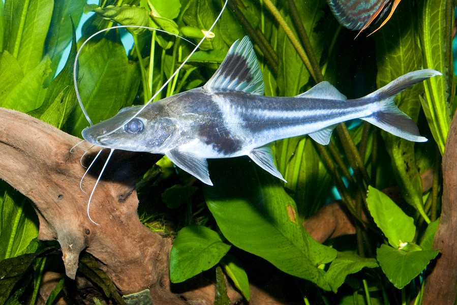 Tropical fish in Freshwater Aquarium